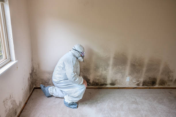 Mold Removal for HVAC Installations in Bonita Springs, FL